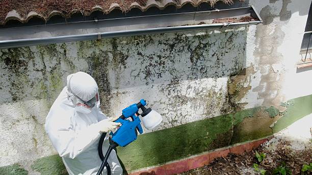 Top rated local Mold Remediation specialists in Thonotosassa, FL